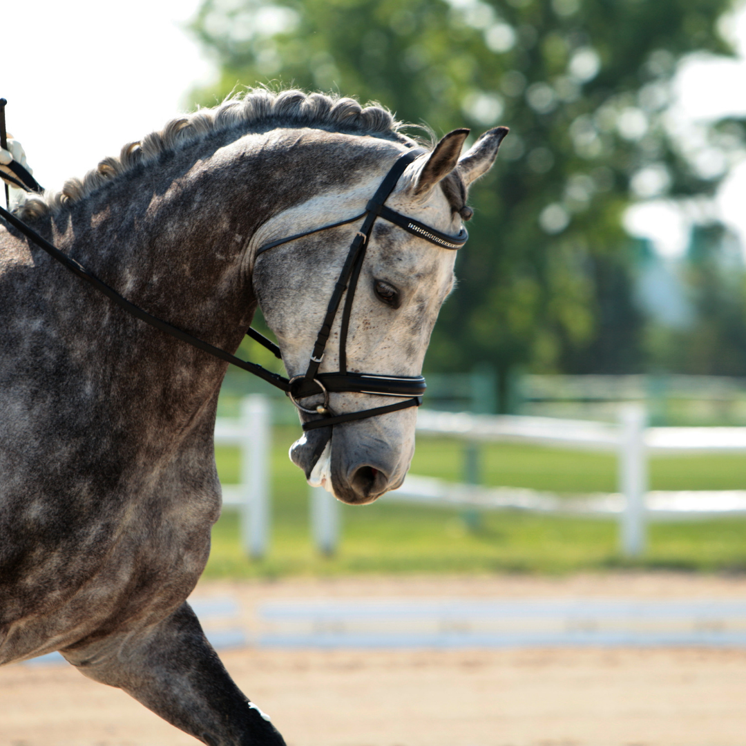 Best ways to remember a dressage test