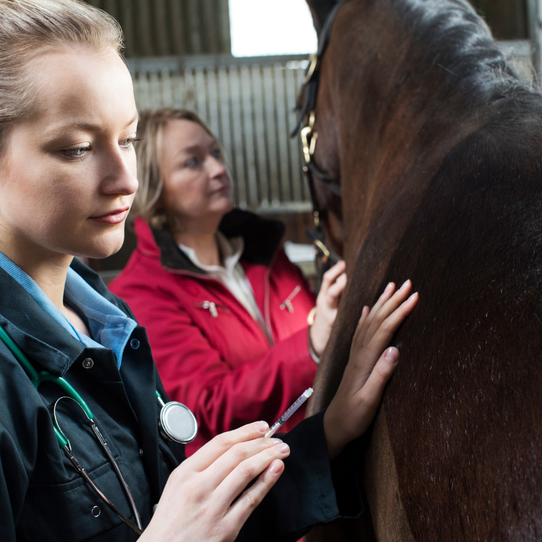 Knowing your horses vital signs 🚨🐴