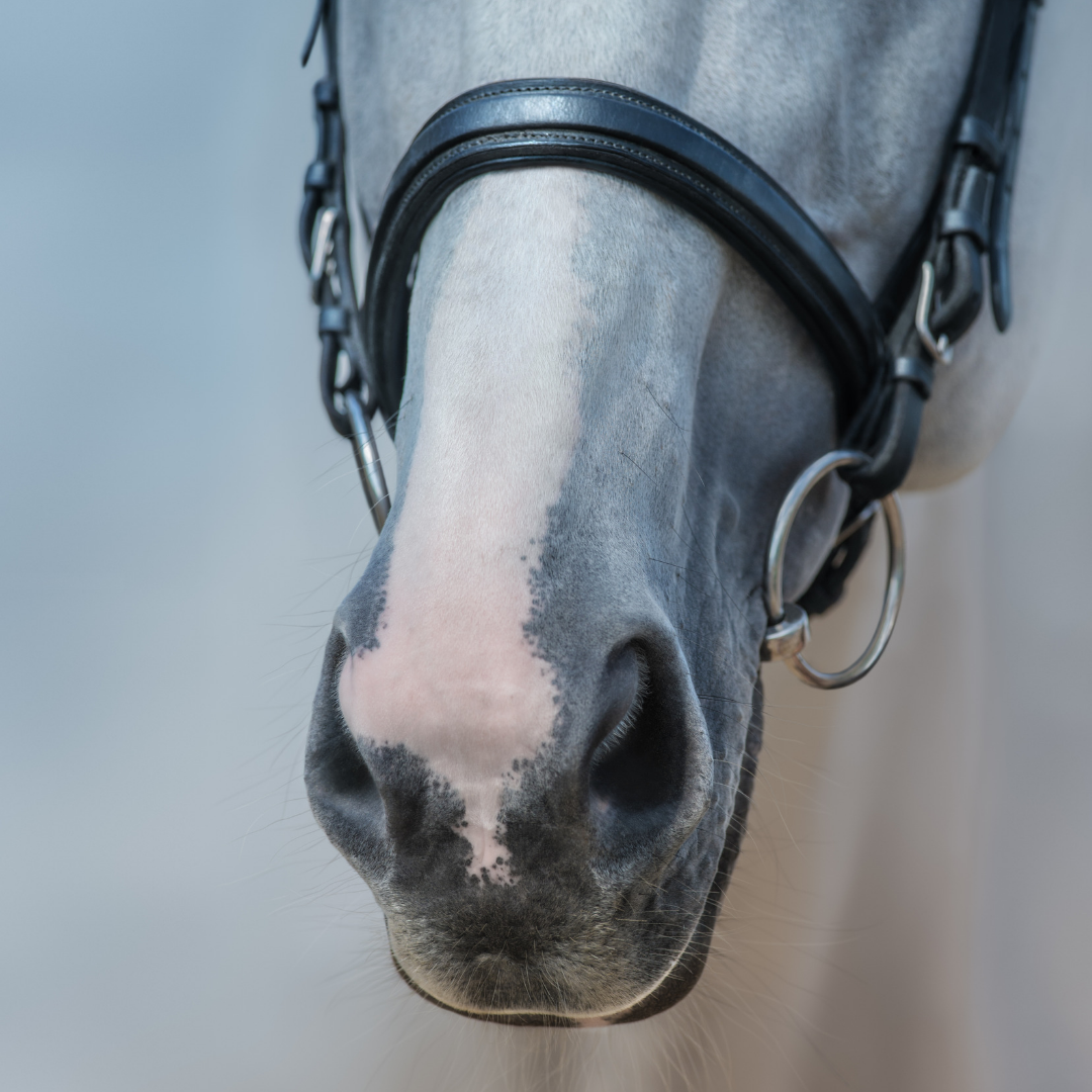 Whiskers – Should You Shave Them Or Leave Them?